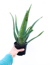 Cargar imagen en el visor de la galería, Sábila - Aloe vera
