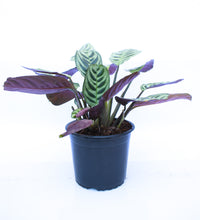 Cargar imagen en el visor de la galería, Calathea burle marxii
