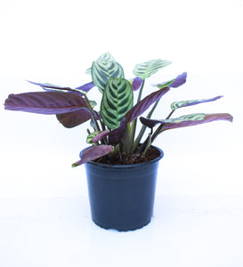 Calathea burle marxii