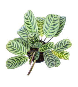 Calathea burle marxii