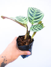 Cargar imagen en el visor de la galería, Calathea burle marxii
