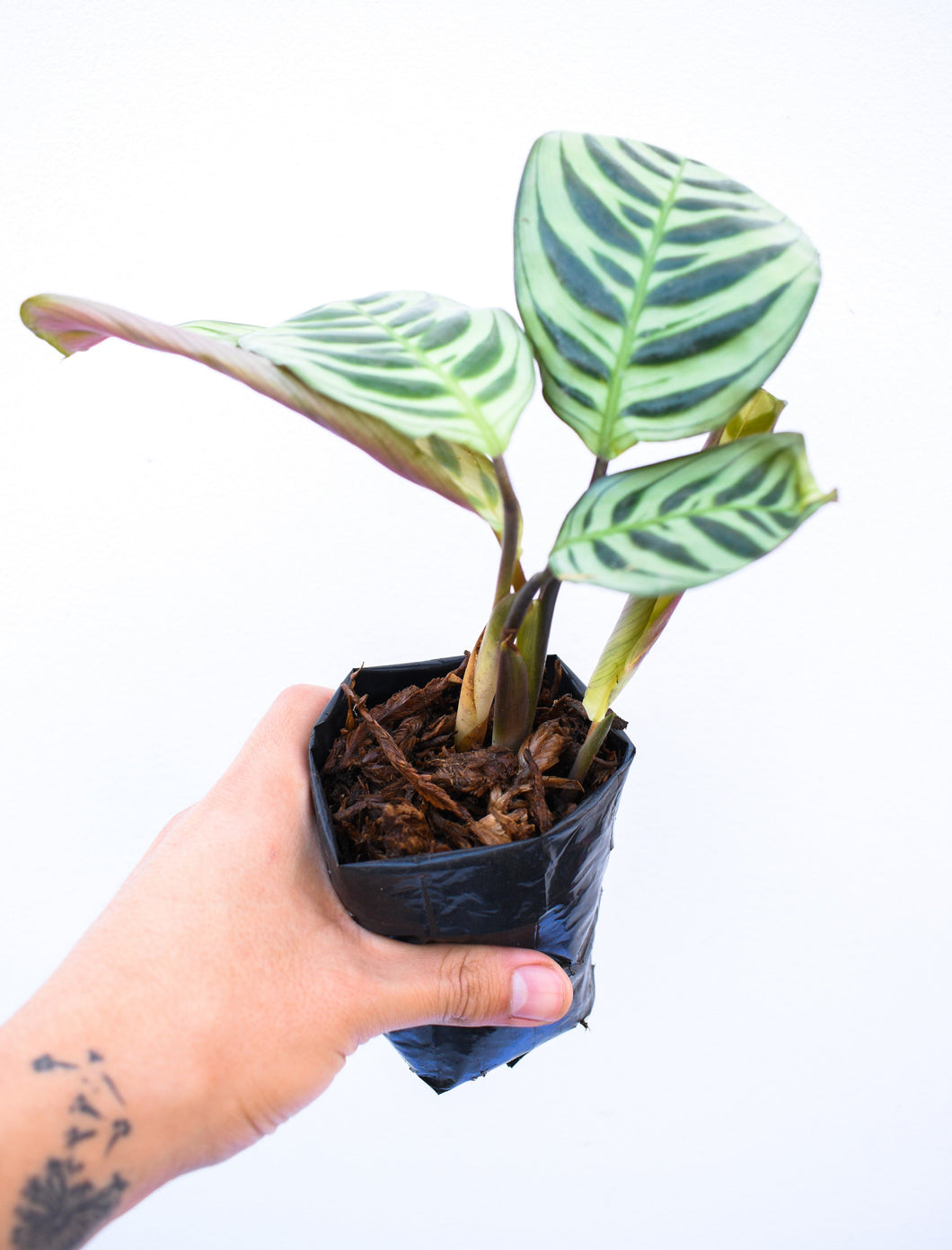 Calathea burle marxii