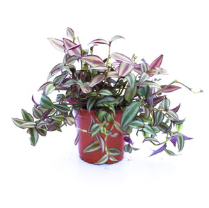 Tradescantia zebrina