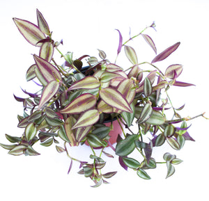 Tradescantia zebrina