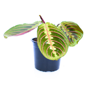 Maranta