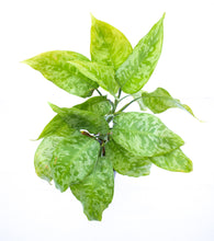 Cargar imagen en el visor de la galería, Aglaonema pictum
