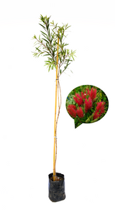 Callistemon