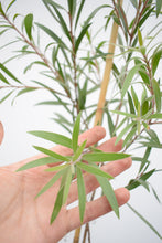 Cargar imagen en el visor de la galería, Callistemon
