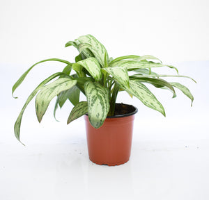 Aglaonema