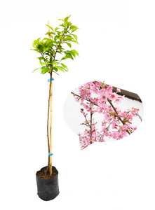 Cerezo japonés - Prunus serrulata - Sakura