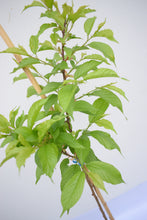 Cargar imagen en el visor de la galería, Cerezo japonés - Prunus serrulata - Sakura
