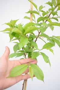 Cerezo japonés - Prunus serrulata - Sakura