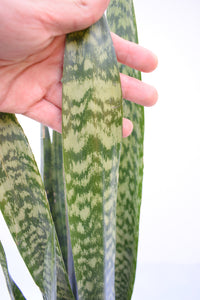 Sansevieria zeylanica (lengua de suegra)