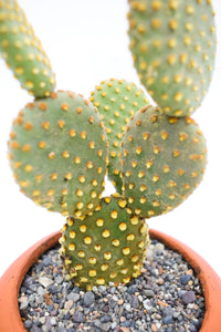 Opuntia