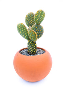 Opuntia