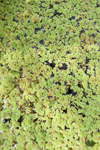 Cargar imagen en el visor de la galería, Azolla - planta flotante
