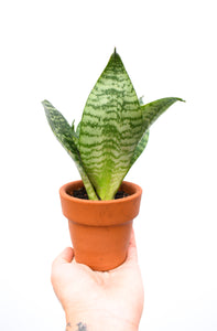 Sansevieria enana