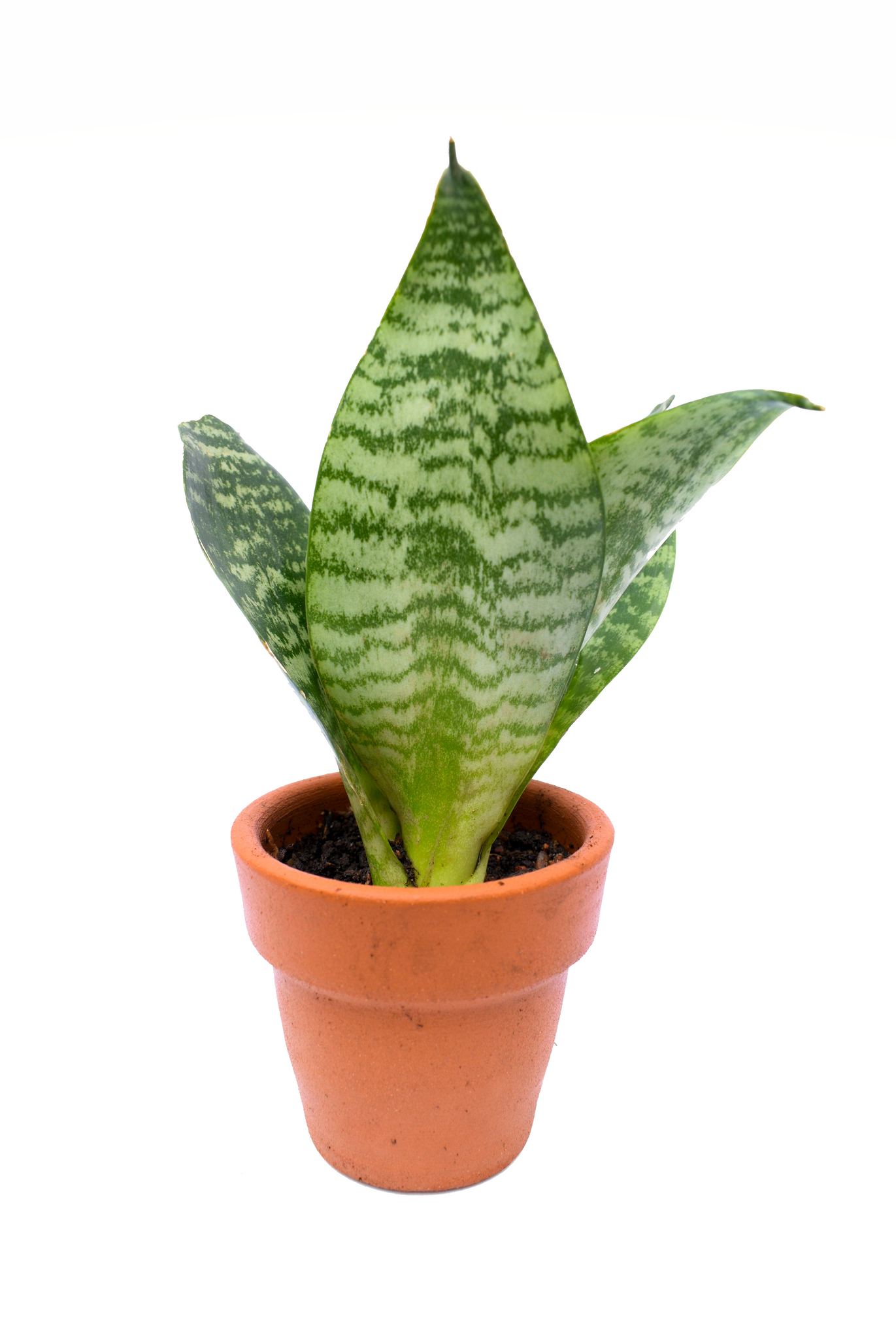 sansevieria enana Sansevieria enana