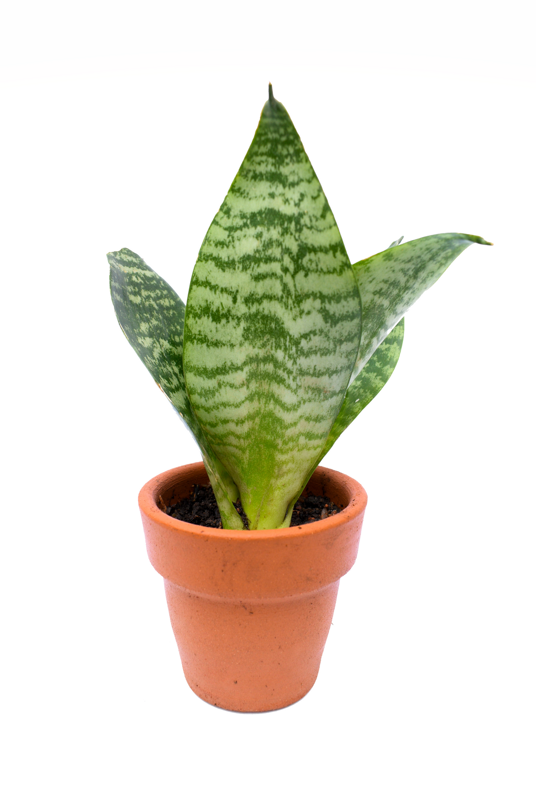 Sansevieria enana