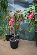 Cargar imagen en el visor de la galería, Cactus de navidad - Schlumbergera Injertado
