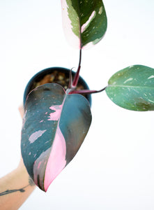 Philodendron pink princess