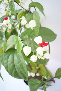 Clerodendrum thomsoniae