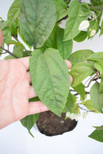 Cargar imagen en el visor de la galería, Clerodendrum thomsoniae
