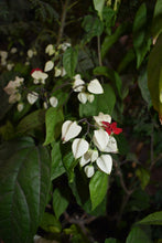 Cargar imagen en el visor de la galería, Clerodendrum thomsoniae
