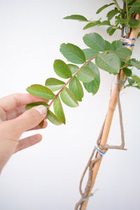 Lagerstroemia - Árbol de Júpiter