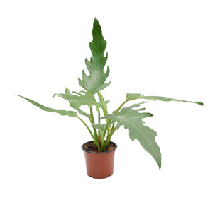 Philodendron pinnatifidum