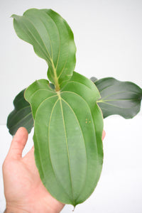 Medinilla