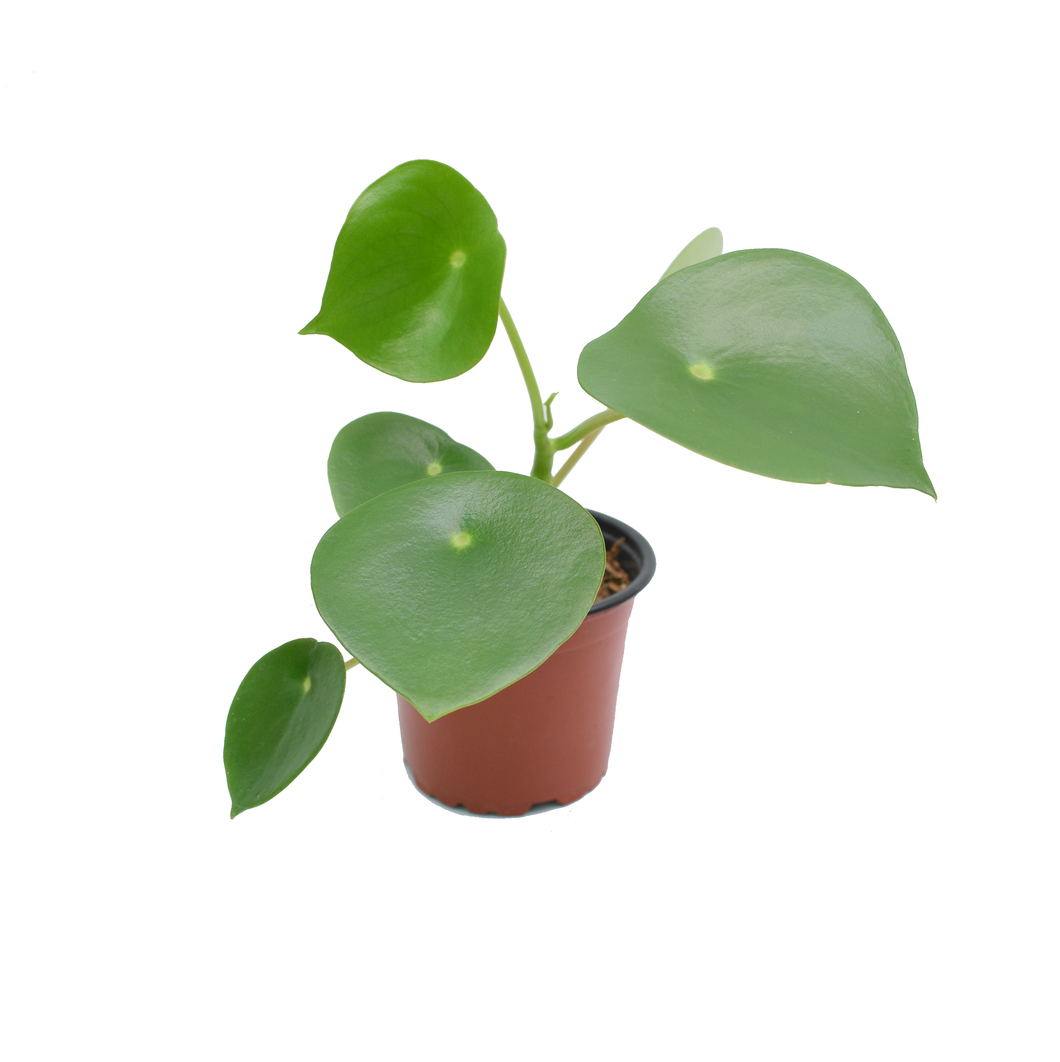 Peperomia polybotrya