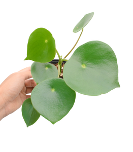 Peperomia polybotrya