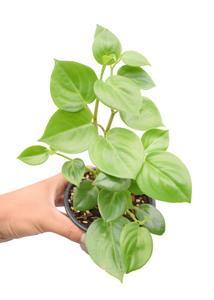 Peperomia scandens