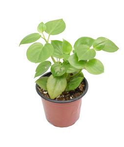 Peperomia scandens