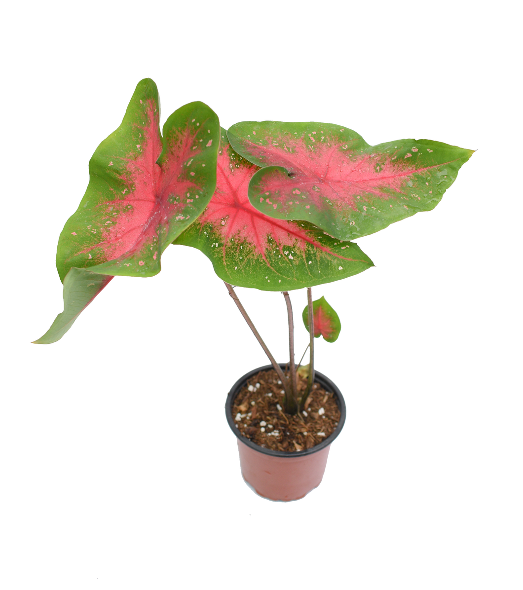 Caladium 'corazón de Jesús' (SOLO BULBO)