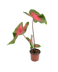 Caladium 'corazón de Jesús' (SOLO BULBO)