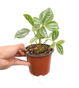 Pilea cadierei