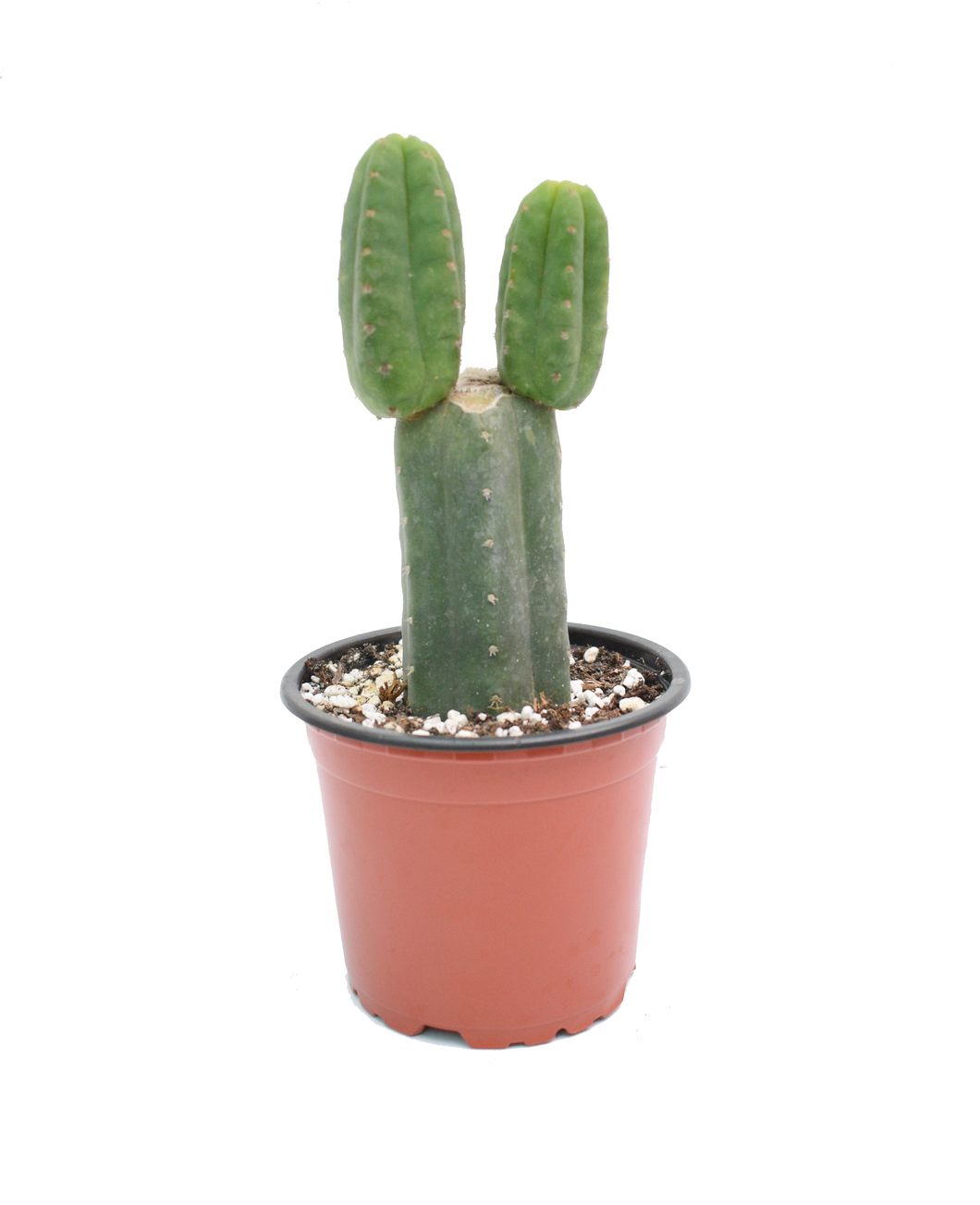 Cactus de San Pedro