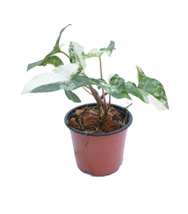 Syngonium variegata