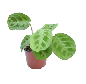 Maranta verde