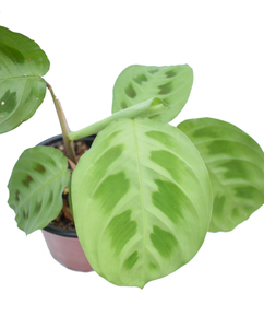 Maranta verde