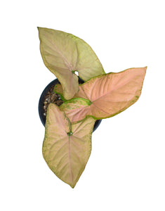 Syngonium rosado