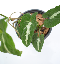 Cargar imagen en el visor de la galería, Syngonium wendlandii
