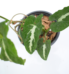 Syngonium wendlandii