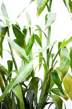 Cargar imagen en el visor de la galería, Bambú verde
