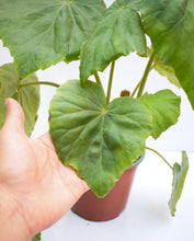 Cargar imagen en el visor de la galería, Begonia nelumbiifolia
