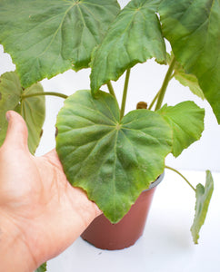 Begonia nelumbiifolia