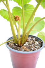 Cargar imagen en el visor de la galería, Begonia nelumbiifolia
