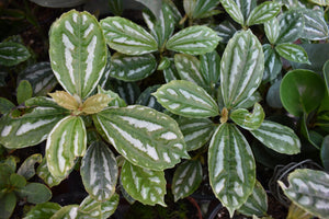 Pilea cadierei